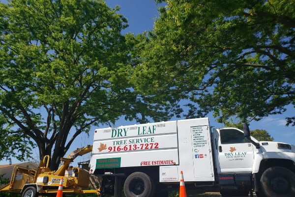 Dry Leaf Tree Service Services Sacramento