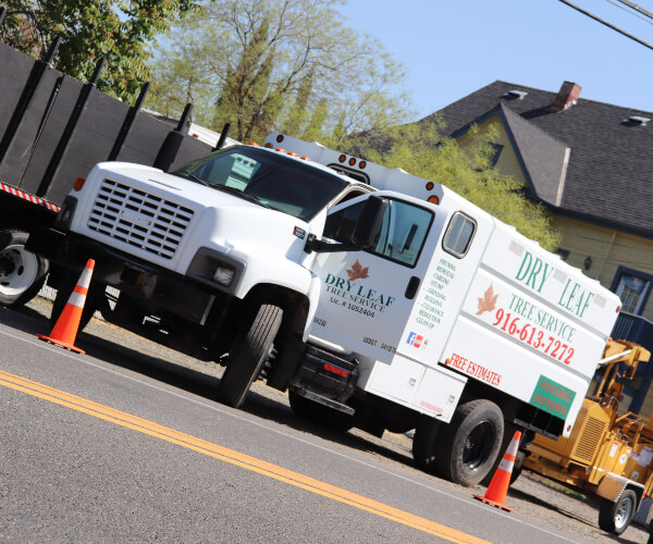 Top Rated Tree Service Services Sacramento