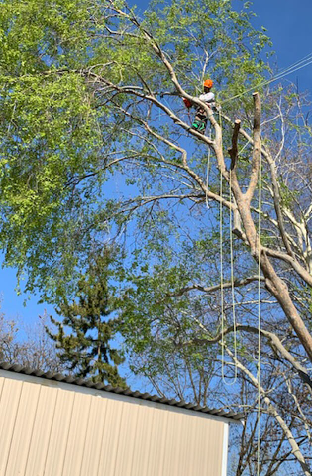 Tree services Sacramento