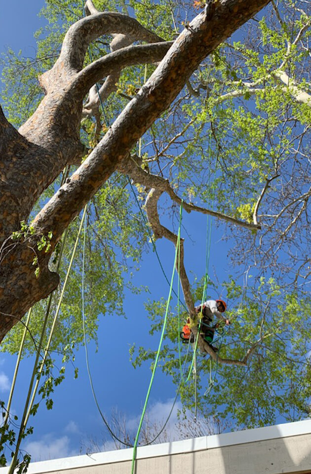 Tree Trimming Service In Near Me