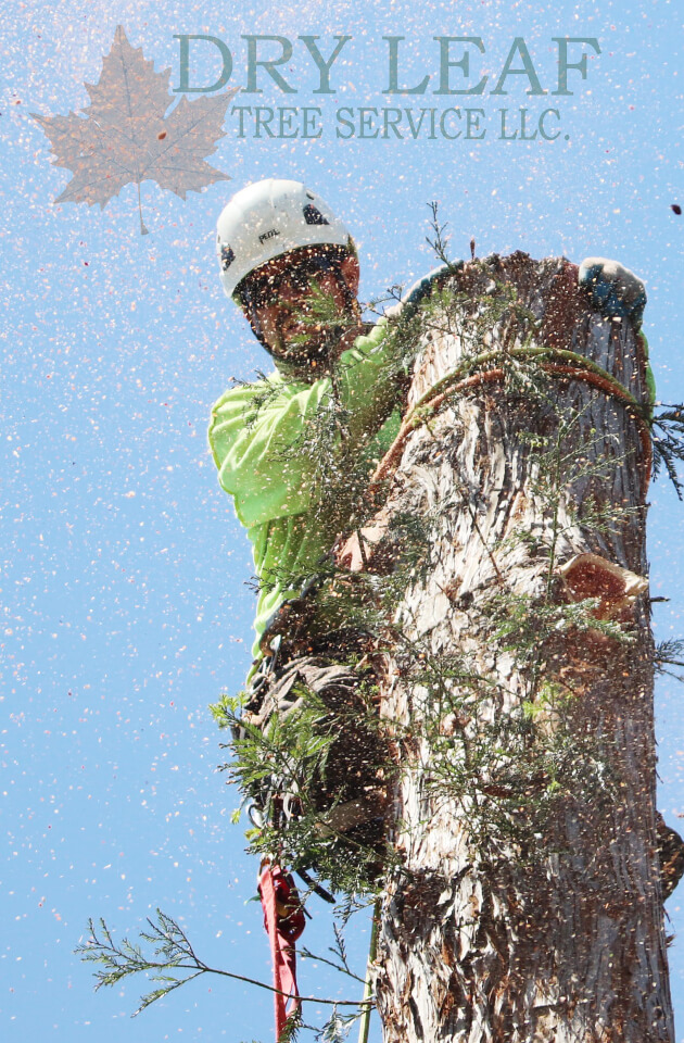 Commercial Tree Service In Near Me