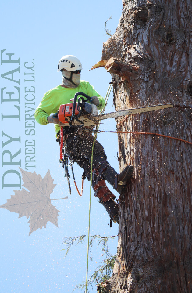 Best Commercial Tree Service Near Me