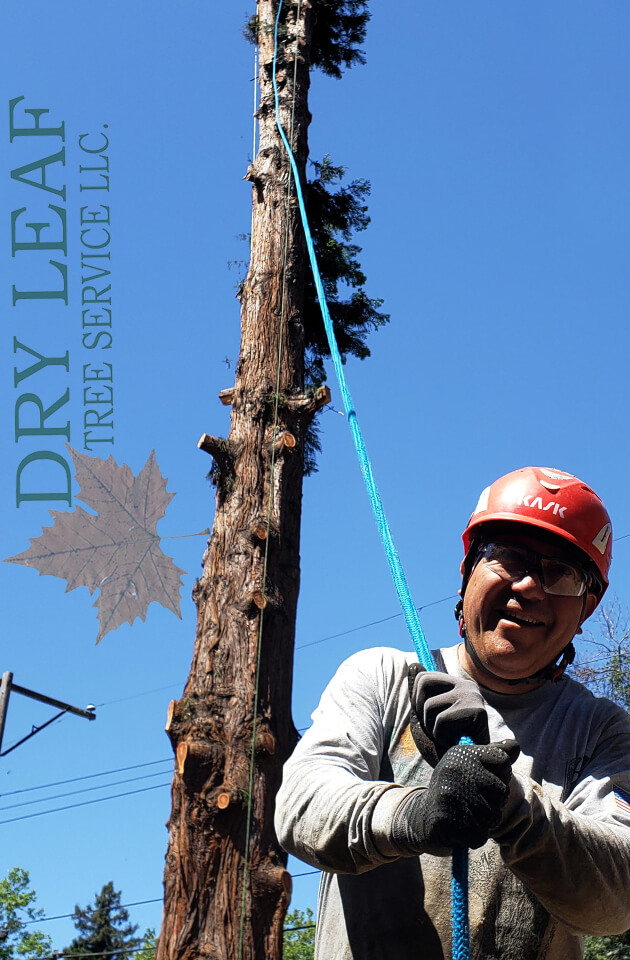 Top Residential Tree Service In Near Me