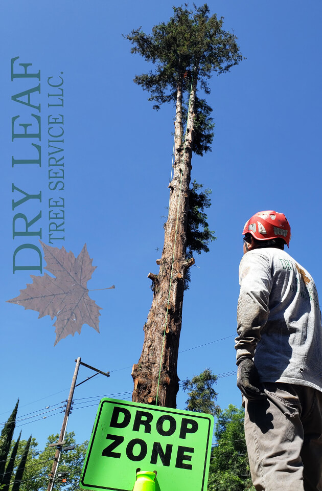 Residential Tree Service In Near Me