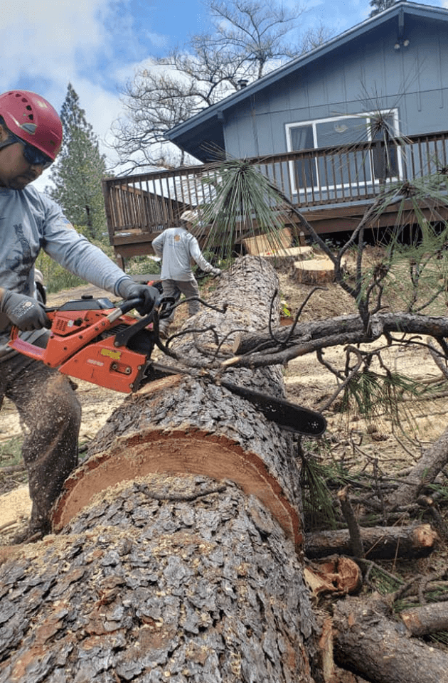 Top Rated Tree Service Sanger