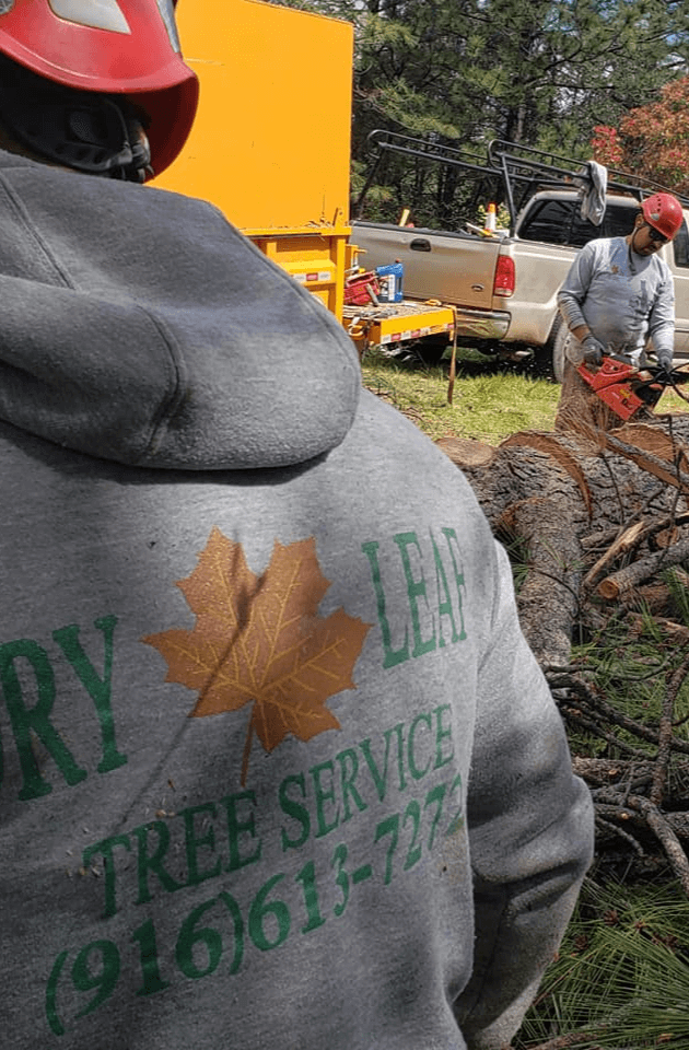 Nearby Tree Service Sanger