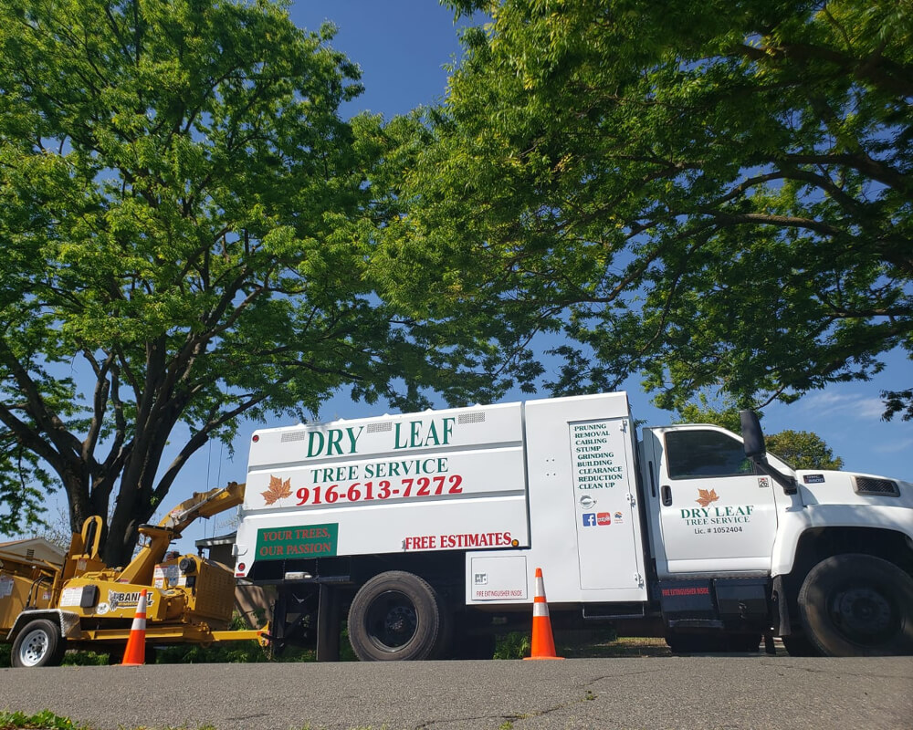 contact us - Dry Leaf Tree Service