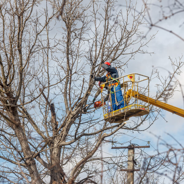 Top Rated Tree Trimming Sacramento