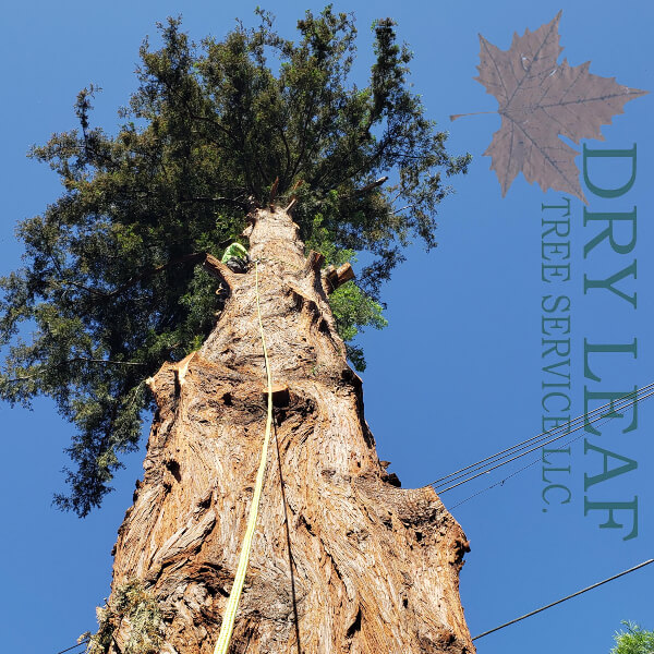 Top Rated Commercial Tree Service Sacramento