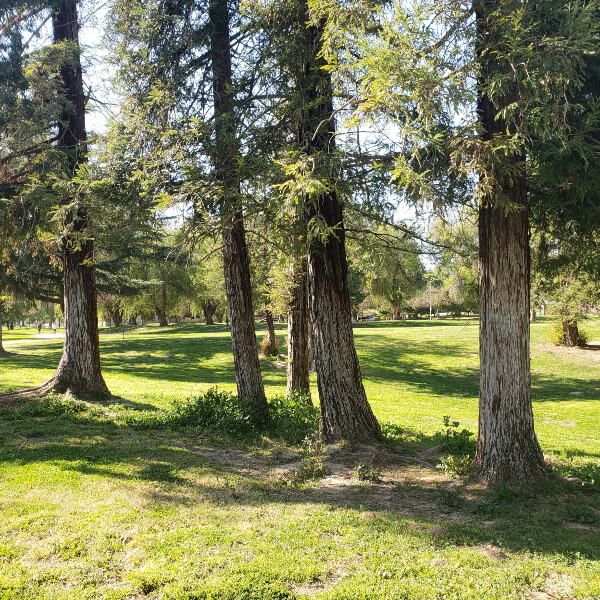 Top Rated Commercial Tree Service Sacramento